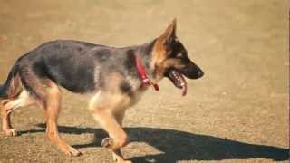 German Shepherd Runs Like a Champ  The Daily Puppy [upl. by Oehsen904]