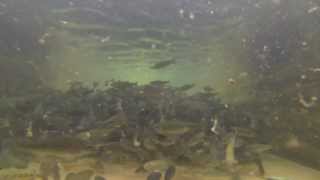 Kilnsey Trout Farm 18th October 2013 [upl. by Caputo]