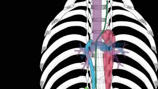 Posterior and Superior Mediastinum [upl. by Urbannai]