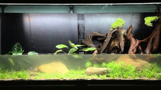 Paysage Aquatique n°65 Tropica [upl. by Jamison538]