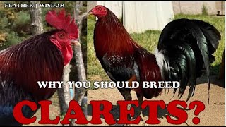 WHY BREED CLARETS BLOODLINES  WATCH NOW [upl. by Gernhard]