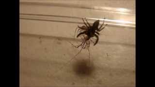 Jumping Spider vs Centipede [upl. by Ahsinaw]