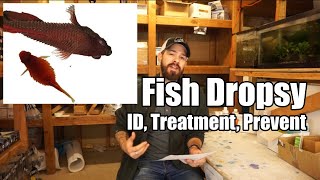 Fish Dropsy  Fish Bloat  Symptoms Causes Prevention amp Treatment [upl. by Okim]