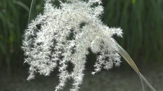 De Miscanthus snoeien Hoe doe je dat  Tuinmanieren [upl. by Chiarra]