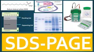 Loading an SDSPAGE gel and protein sample preps [upl. by Dian]