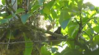 Feeding the chicks Mauritian Fody nesting behaviour [upl. by Lossa]