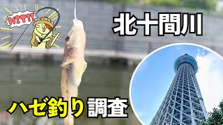 北十間川・東京スカイツリー下でハゼ釣り釣査｜夕方1時間の短時間釣行。2024年7月現在に釣れるハゼのサイズは・・ [upl. by Sonaj]