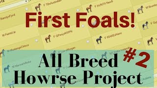 All Breed Howrse Project 2 [upl. by Nellad652]