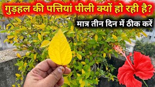 पाैधे के पत्ते का पीले पड़ने का करण ओर उसका समाधान  5 Reasons why Yellowing of Leaves is Occurring [upl. by Oglesby]