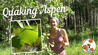 Quaking Aspen Ep 15  Botany with Brit [upl. by Blondelle]