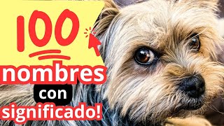 ▶ 100 NOMBRES para PERROS con SIGNIFICADO 🐶 ¡Te van a encantar [upl. by Lars348]