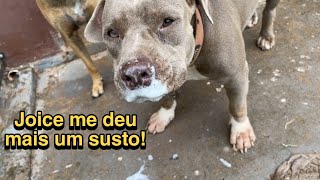 O lado ruim de morar na roça 😰  Vlog [upl. by Nnaesor]