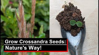 Grow Crossandra Seeds the Natural Way With a Little Helping Hand  English [upl. by Flem]