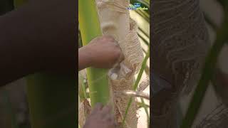 How to apply Naphthalene Balls in Coconut Trees [upl. by Aneehs743]