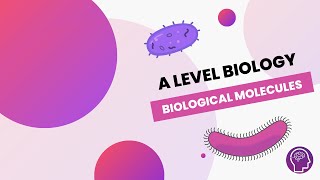 Biological Molecules  A Level Biology  OCR AQA Edexcel [upl. by Hilaire352]