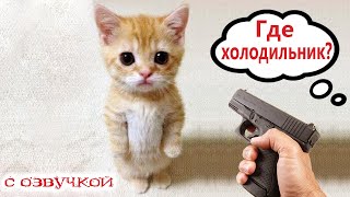 Приколы с котами  ГДЕ ХОЛОДИЛЬНИК Смешные коты С ОЗВУЧКОЙ Самые смешные животные [upl. by Assirhc]