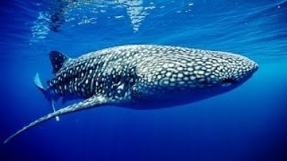 Nature Documentaire Arte Dernier Somptuaire Marin►le défilé des requins baleines►Documentaire Sci [upl. by Euqirrne]