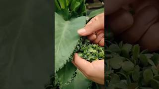 shorts ll Diy Plant Mother Of Thousands motivation gardening viral short 🌿 [upl. by Montford587]