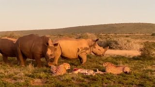 Rhinos can smell a predator but cant see the predator [upl. by Eimrej552]