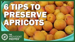 6 Methods for Preserving Apricots to Enjoy the Harvest for Years to Come [upl. by Eednam]