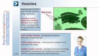 Rapid Learning Cell Biology  Cellular Structure and Function [upl. by Asyral]