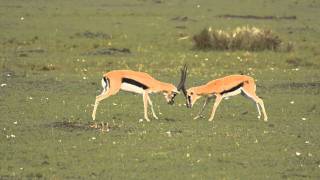 Thompsons Gazelles Fighting [upl. by Anoblav]