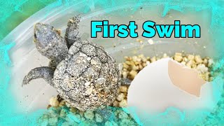 Baby Terrapins First Moments in Water Cute Pet Turtles First Swim Ever [upl. by Luapnaes]