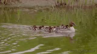 Goosander or Merganser Mergus merganser ♀ with Ducklings 2 [upl. by Eelrahs]