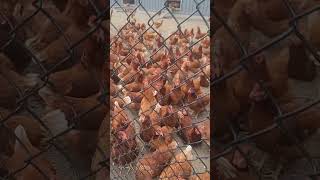 Chickens react to cooing soundsI ❤️ these chickens Vancouver Canada 🇨🇦 [upl. by Luisa]