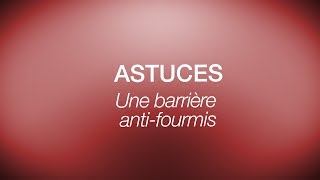 Astuce aromathérapie la barrière antifourmis [upl. by Elleinaj]