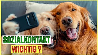 Braucht mein Hund Sozialkontakt Muss er andere Hunde treffen [upl. by Abrahams]