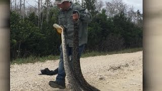 On the hunt to get rid of Floridas invasive pythons [upl. by Lyndsay809]