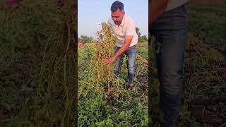 નવી સીઝન ની નવી મગફળી groundnutoil farming organicfarmersagricultureColdpressedgroundnutoil [upl. by Burner]