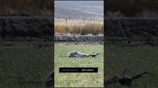 Pronghorn Dropped by Neck Shot at 150 Yards [upl. by Anaul]