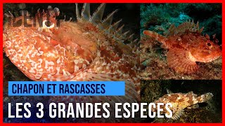 Les 3 grandes espèces de rascasses en chasse sousmarine [upl. by Artenek]