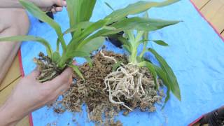 Repotting and Care of Zygopetalum Orchid [upl. by Ballman]