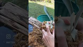 mounting staghorn fern platycerium staghornfern gardening gardentips [upl. by Charla]