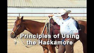 Horse Training Hackamore Bosal Principles  How To Train A Horse Using A Braided Hackamore [upl. by Rochelle975]