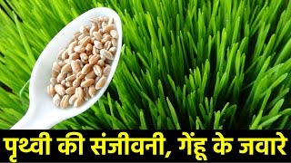 गेहूं के जवारे के फायदे  Amazing Health Benefits of Wheatgrass in Hindi [upl. by Gagliano]