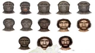 Hominoids Hominids and Hominidae [upl. by Dorrie]