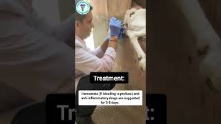 Vets Unbelievable Solution to Goats Breeding Injuries [upl. by Intyrb]