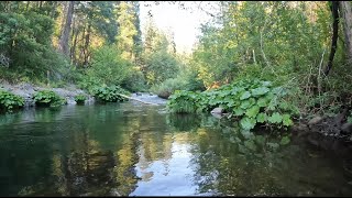 Fly Fishing Little Yellow Stoneflies All Day Long  Directors Cut catchandrelease fishing asmr [upl. by Baryram]