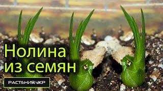 Как вырастить нолину из семян  бутылочное дерево [upl. by Kraul]