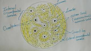 BONE PART 2  OSTEON HAVERSIAN SYSTEM [upl. by Farlay]