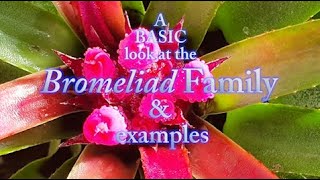 A basic Look at the Bromeliad Family with examples [upl. by Monteria834]