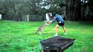 Man vs Kangaroo Round 1 [upl. by Patty187]