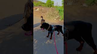 Rottweiler vs German shepherd dog doglover puppy rottweilerdog rottweilerpuppy rottweiler [upl. by Porcia910]