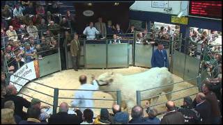 Charolais Bull Sale Borderway Mart Carlisle May 2011 [upl. by Oicelem594]