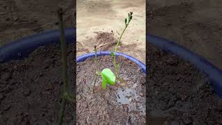 Ipomoea plant katinggardenflowers gardenflowerplants shortsvideo [upl. by Galen570]