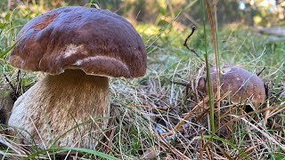 Salida en solitario Boletus Edulis 24092023 en La Rioja [upl. by Rosene569]